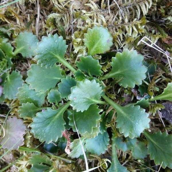 Saxifraga spathularis Leht