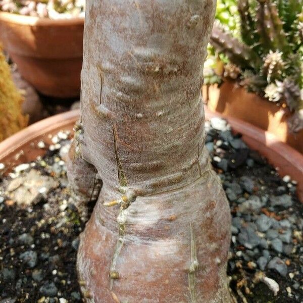 Pachypodium succulentum 樹皮
