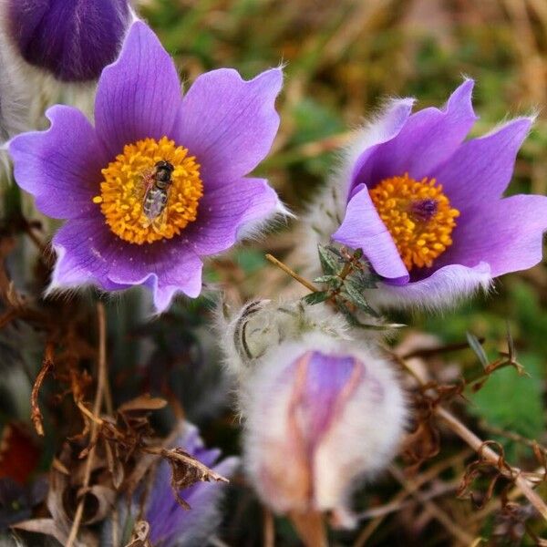 Pulsatilla grandis Кветка