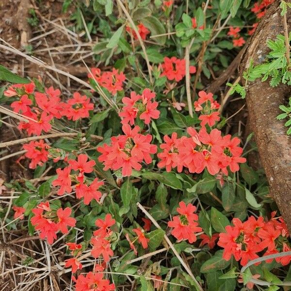 Crossandra massaica Цветок