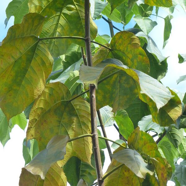 Bagassa guianensis برگ