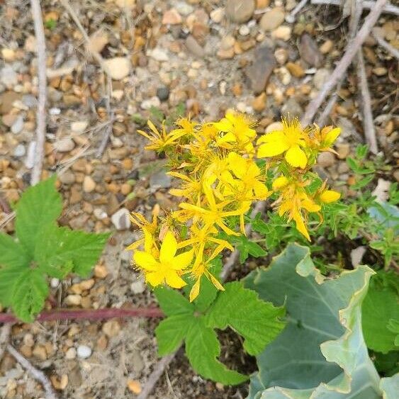 Hypericum perfoliatum Blüte