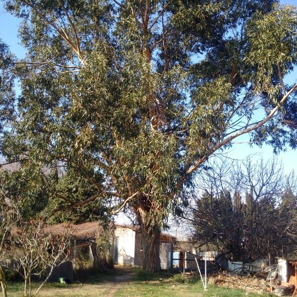 Eucalyptus globulus Habit