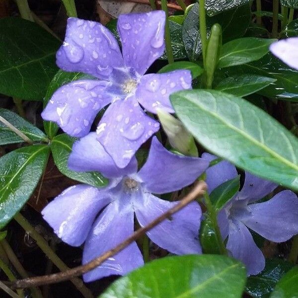 Vinca minor Flower