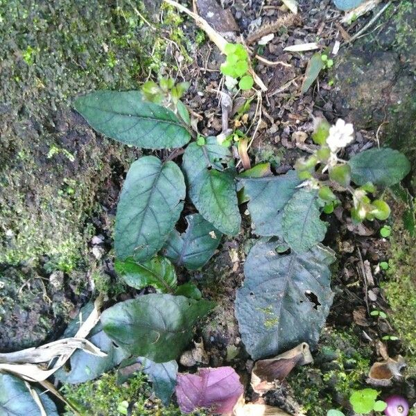 Strobilanthes reptans Vekstform