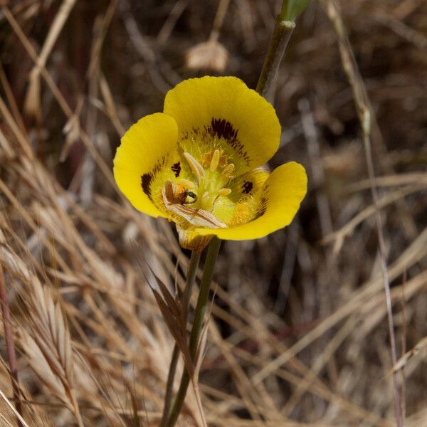 Calochortus luteus Fleur