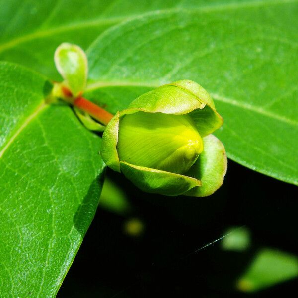 Hypericum calycinum Virág