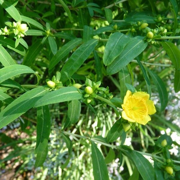 Hypericum prolificum Arall