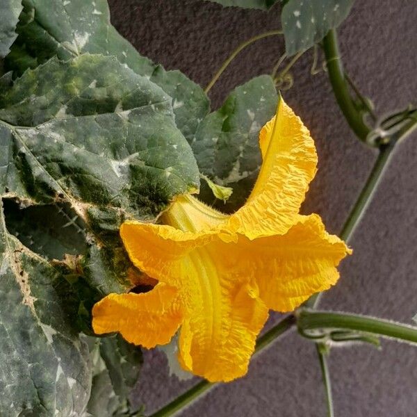 Cucurbita moschata Blüte