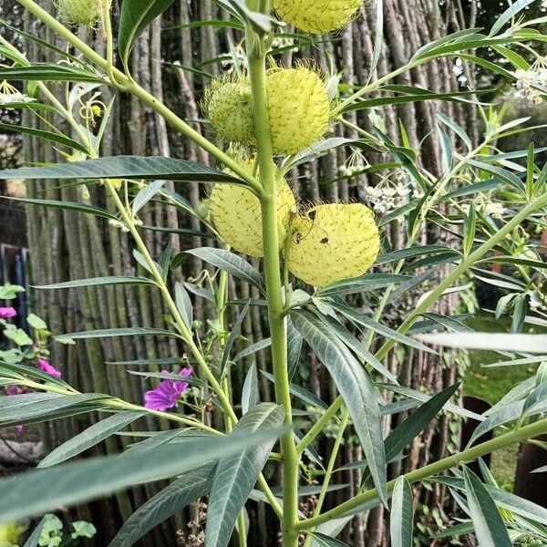 Gomphocarpus physocarpus Habitus