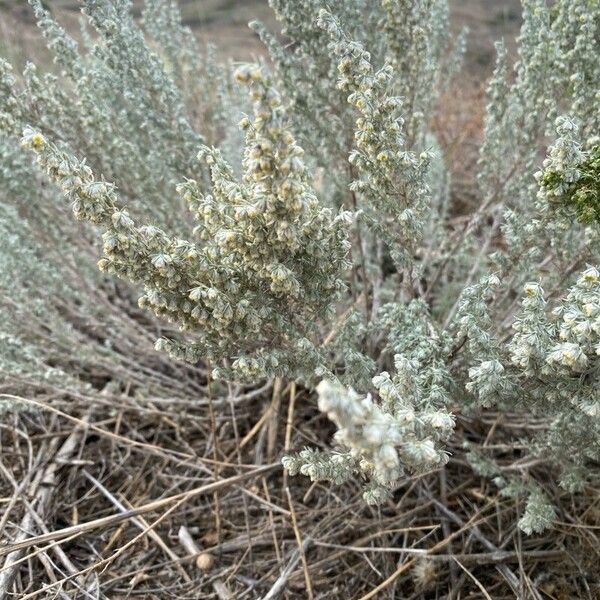 Artemisia frigida Feuille