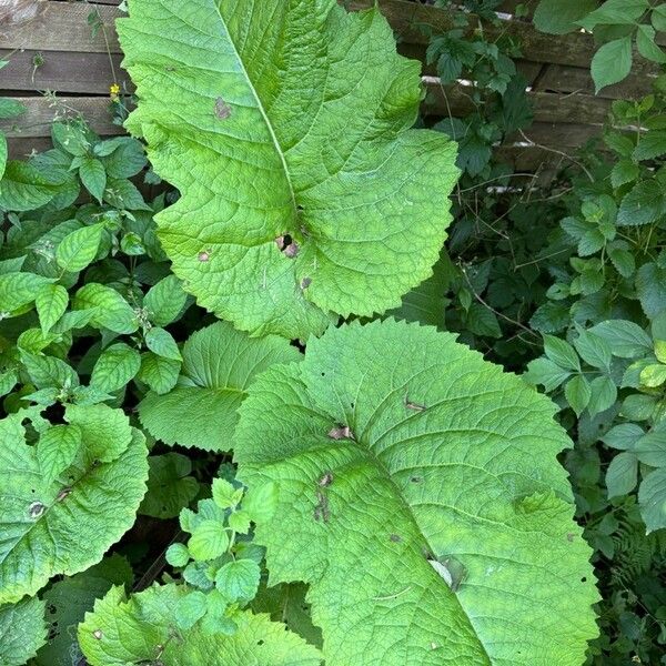 Telekia speciosa Leaf