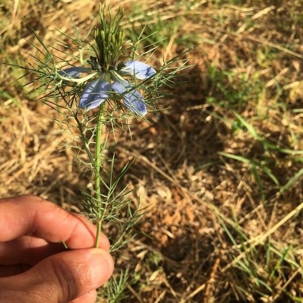 Nigella arvensis Çiçek