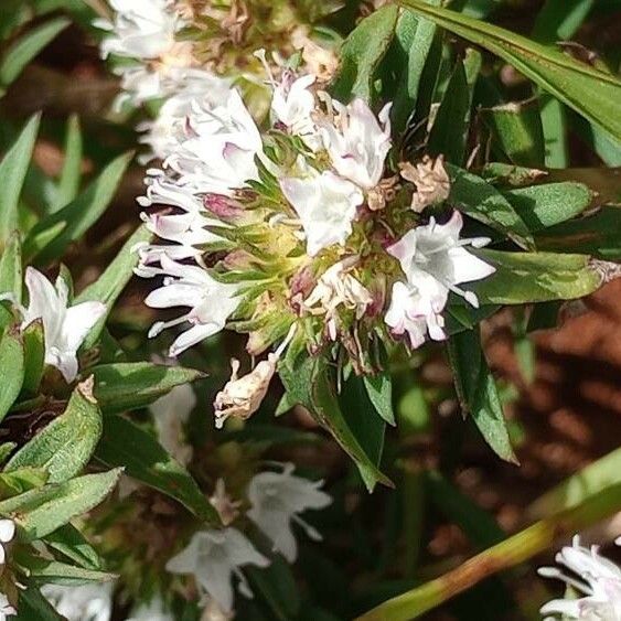 Spermacoce verticillata പുഷ്പം