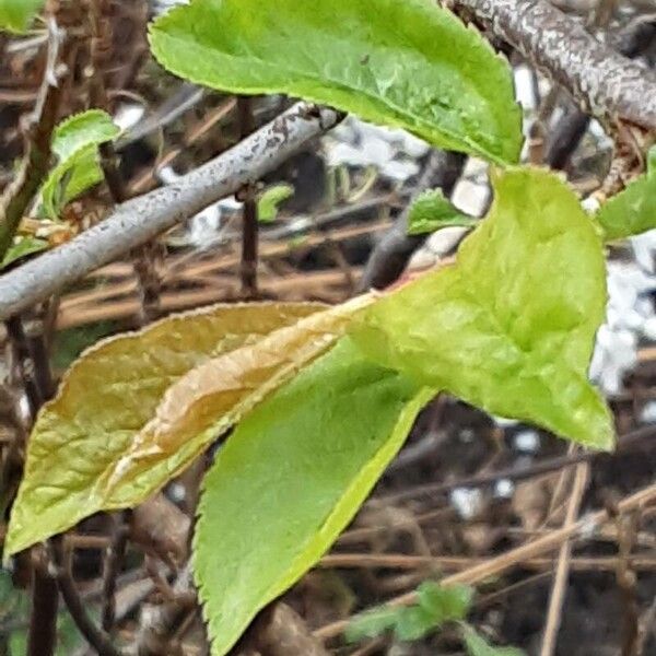 Prunus domestica Lehti