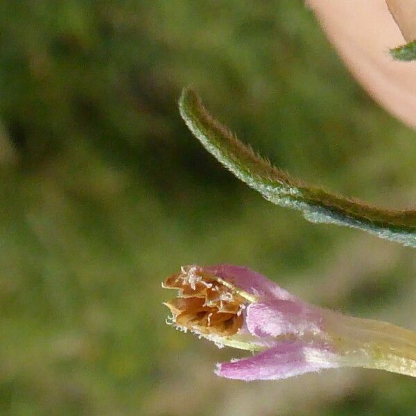 Odontites vernus Flower