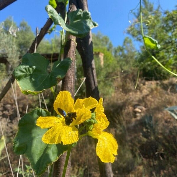 Luffa aegyptiaca Цветок