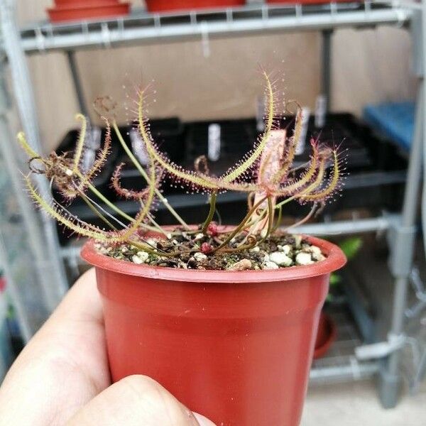 Drosera binata Leaf