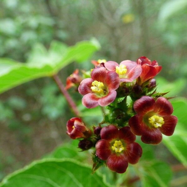 Jatropha gossypiifolia Blüte