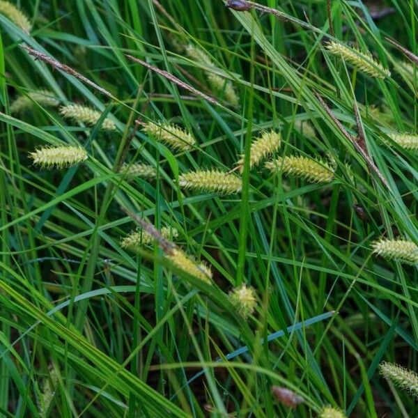 Carex vesicaria പുഷ്പം