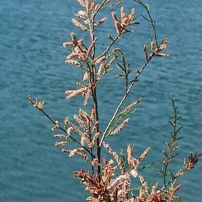 Tamarix africana Gyümölcs