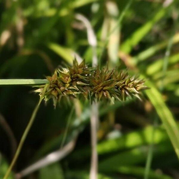 Carex vulpina फूल