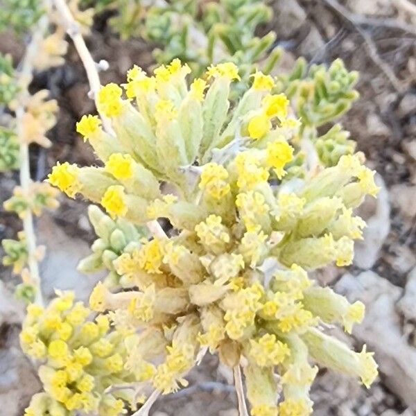 Achillea eriophora Квітка