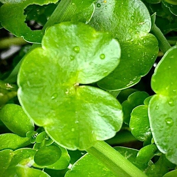 Ranunculus hederaceus ഇല