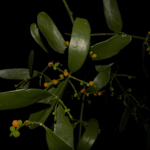 Phoradendron quadrangulare Fruit