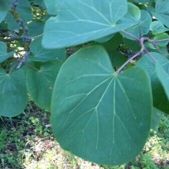 Cercis siliquastrum Lapas