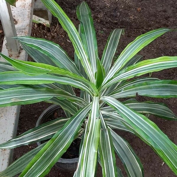 Dracaena fragrans Leaf