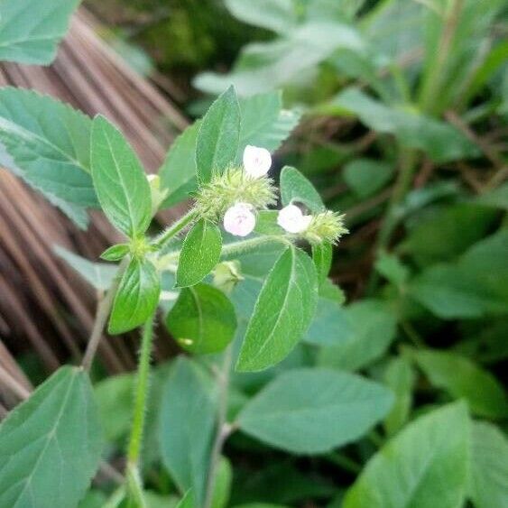 Rostellularia procumbens Flor