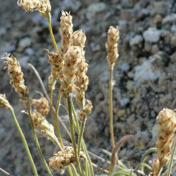 Plantago albicans Цвят