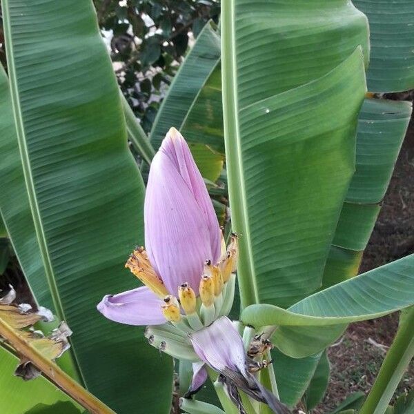 Musa ornata 花