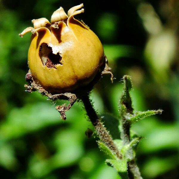 Silene latifolia Фрукт