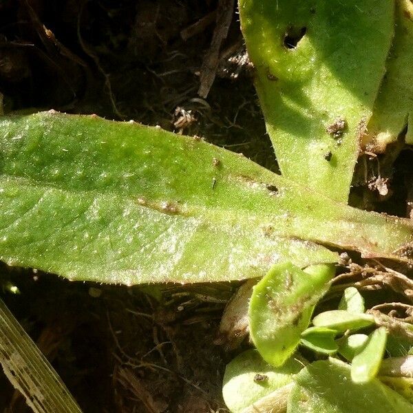 Bellis perennis List