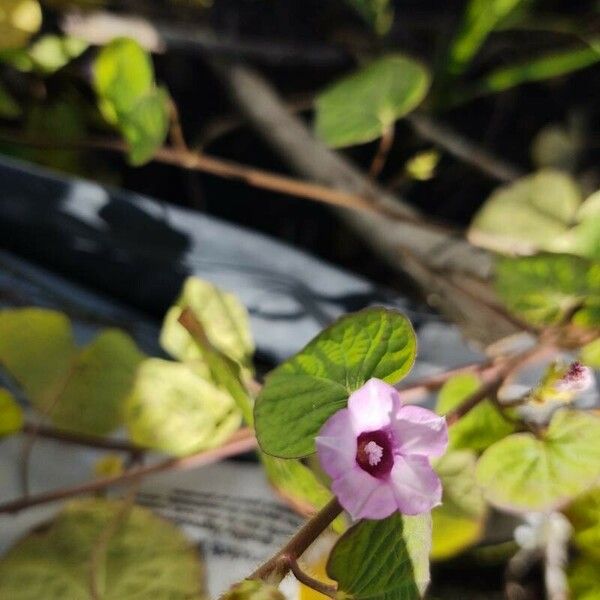 Ipomoea triloba Flower