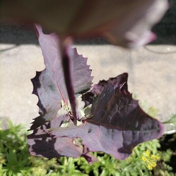 Atriplex hortensis Leaf