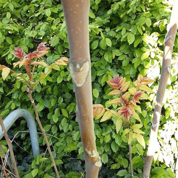 Ailanthus altissima Ŝelo