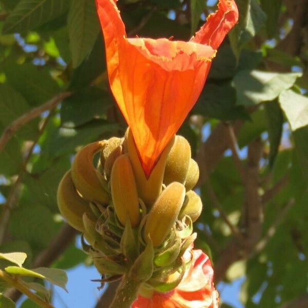 Spathodea campanulata Bloem