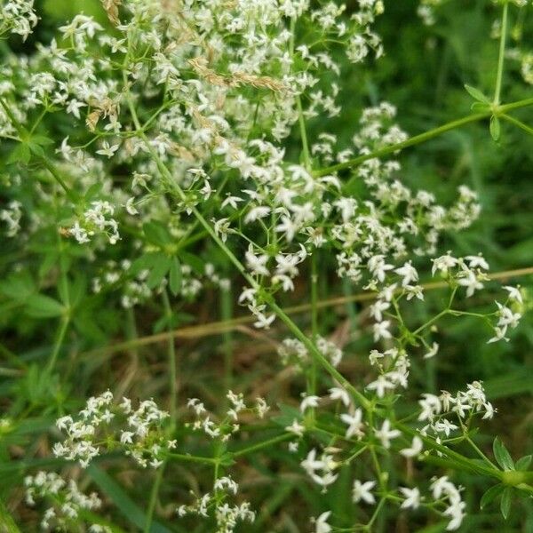 Galium mollugo Floare