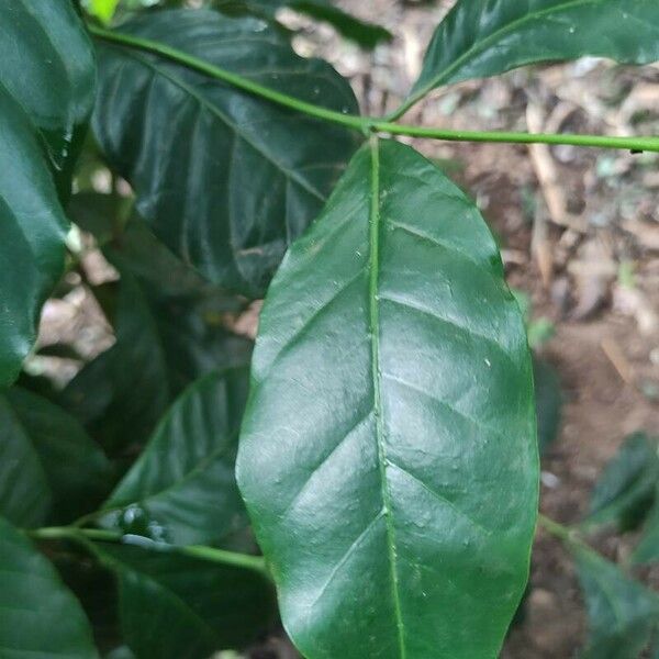 Coffea canephora Fuelha