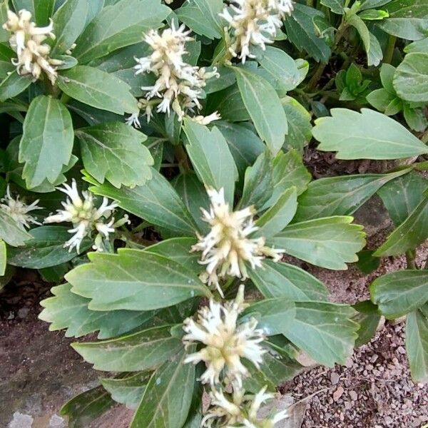 Pachysandra terminalis 形态