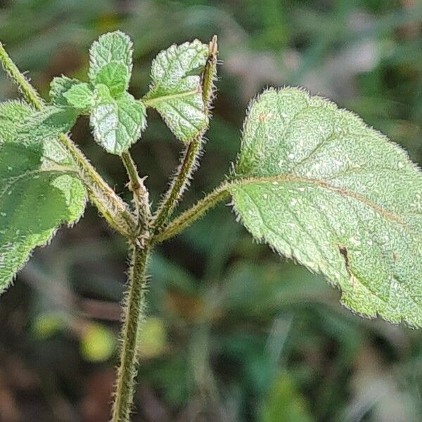 Clinopodium menthifolium Folio