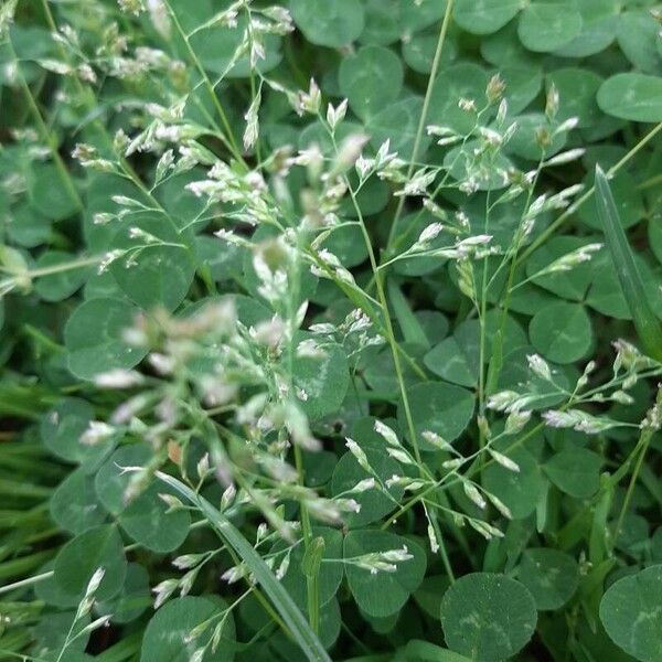 Poa annua Flower