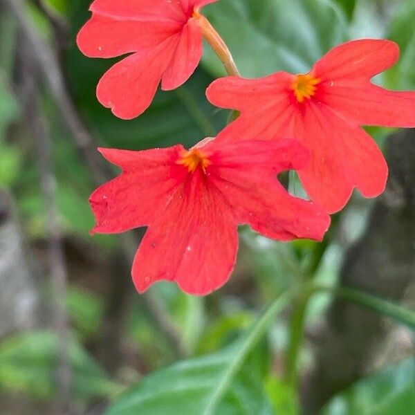 Crossandra massaica Blüte