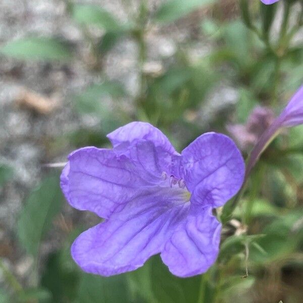 Ruellia ciliatiflora Цветок