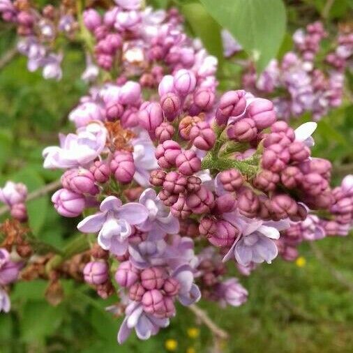 Syringa vulgaris പുഷ്പം