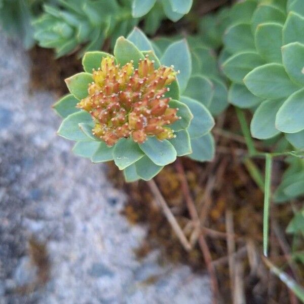 Rhodiola rosea Flor