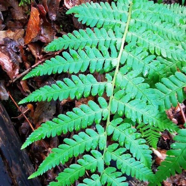 Dryopteris marginalis Leaf